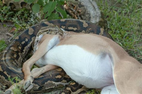 Python Vs Anaconda Whats The Difference