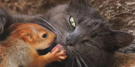 In Photos Unusual Animal Friendships Daily Sabah