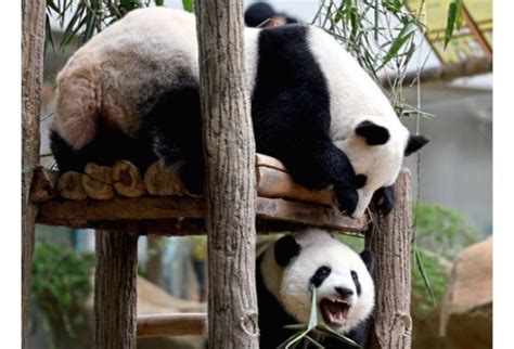 Third Malaysia Born Giant Panda Cub Named Sheng Yi The Star