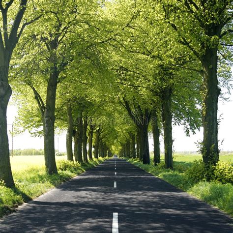 Tree Lined Countryside Road Stock Photography Image 12883302