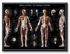 Thin man giant anatomy overlay anatomical chart. Anatomy Tools Anatomical Wall Chart - The Compleat ...