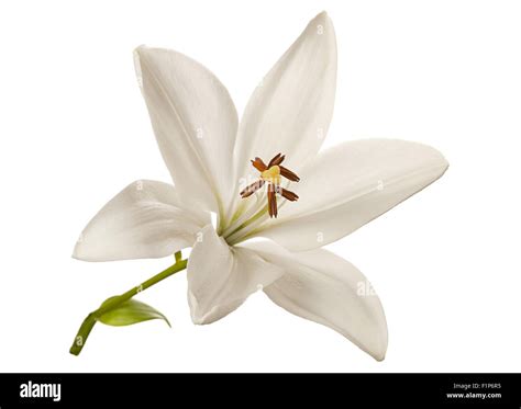 White Lily Hi Res Stock Photography And Images Alamy