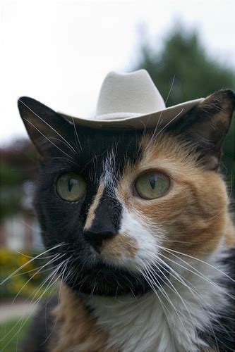 Buy the best and latest cowboy hat cat on banggood.com offer the quality cowboy hat cat on sale with worldwide free shipping. Caterville: Howdy Partner: Cats in Cowboy Hats