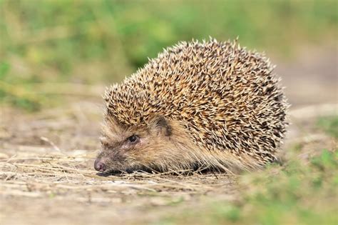Premium Photo Wild Hedgehog On The Path In The Forest