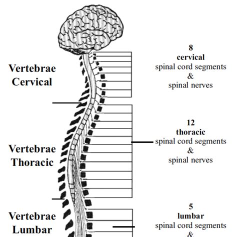 Labelled Diagram Of Backbone Vertebral Column Anatomy Vertebrae