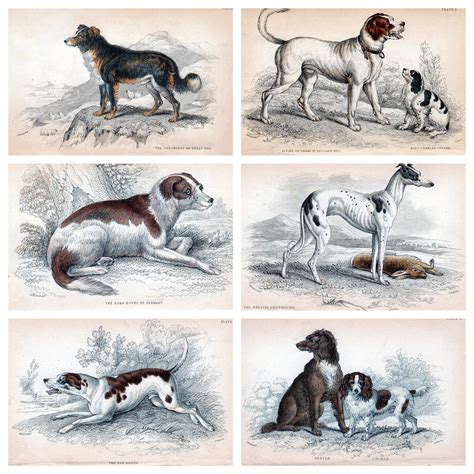 6 X A4 Antique Hunting Dog Prints A Set Of Six Individual Etsy Uk