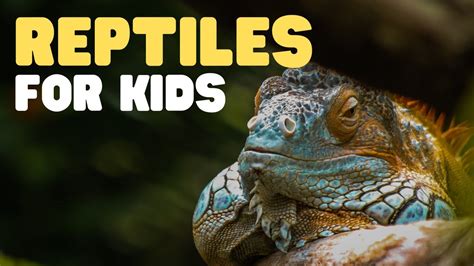 Reptiles For Kids What Is A Reptile Learn All About Reptiles And