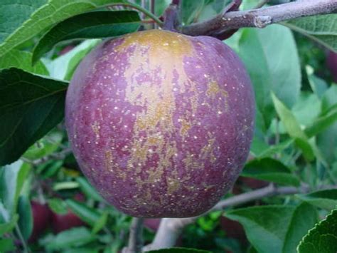 The hosts of the plum curculio are apple, nectarine, plum, cherry, peach, apricot, pear and quince. Plant Doctor / Fruit Trees