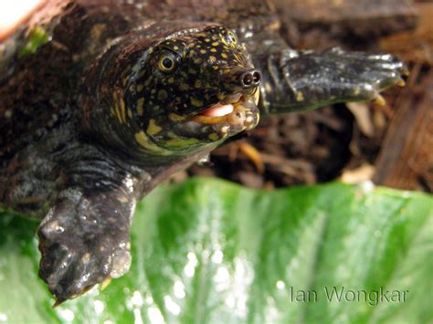 Asiatic Softshell Turtle Turtles And Tortoises Of Indonesia · Inaturalist