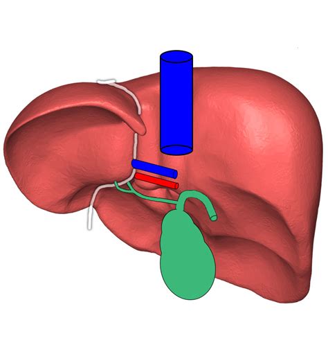 There are 2 distinct sources that supply blood to the. File:Liver Posterior View with Surrounding Structures.jpg ...