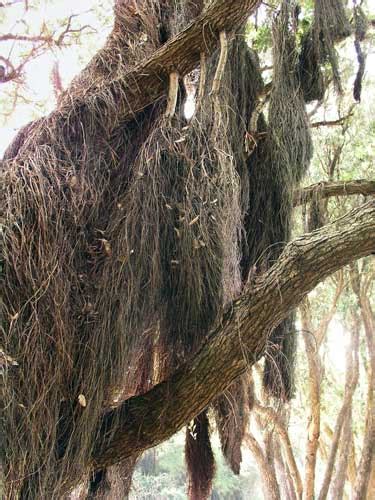 Aerial Roots Tall Broadleaf Trees Te Ara Encyclopedia Of New Zealand