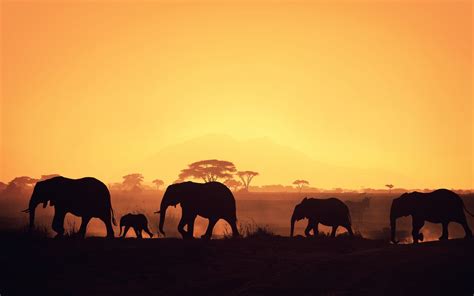 African Safari Sunset Hd Desktop Wallpapers 4k Hd