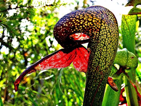 5 Fascinating Facts You Didnt Know About Carnivorous Plants Click To
