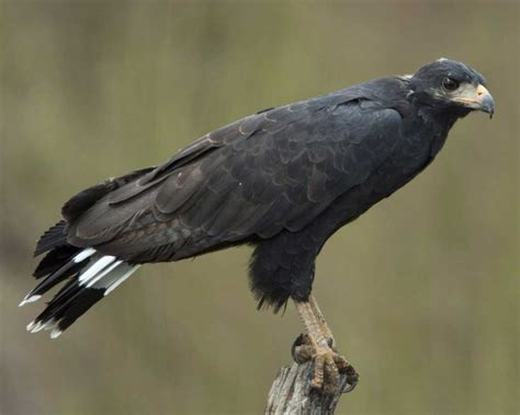 So you want to make df:bhd maps? Common Black Hawk | Audubon Field Guide