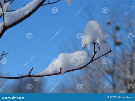 Twigs With Snowcaps Stock Photo Image Of Forests Shining 49760130
