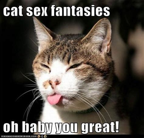 Cat Sex Fantasies Oh Baby You Great Lolcats Lol Cat Memes