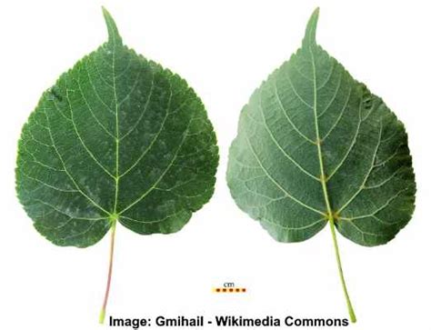 Linden Trees Types Leaves Flowers Bark Identification With Pictures