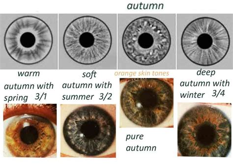 Expressing Your Truth Blog Eye Types And Iridology Soft Autumn Color