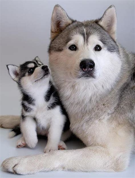 Cute And Funny Pictures And More Siberian Husky With Its Cute And