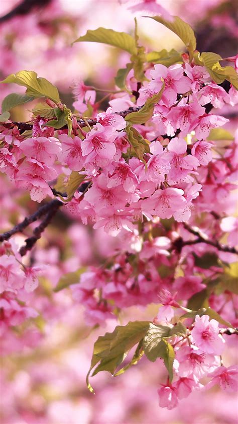 Download フリー動画素材 桜吹雪 ループ動画 Images For Free