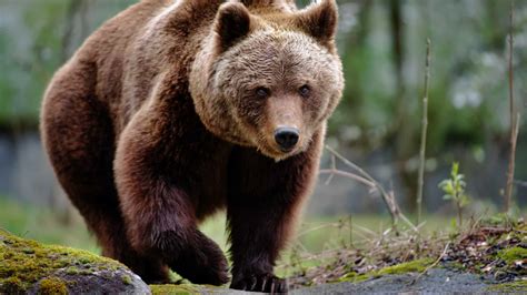 Ursos Características hábitos reprodução e espécies