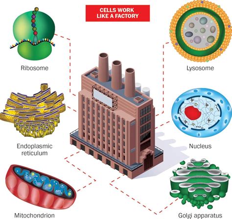 Ever Wondered How Your Cells Work Theyre Like Tiny Factories The