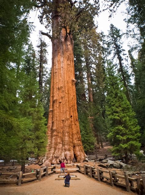 General Sherman Is The Tallest Tree On Planet Photo Images Archival