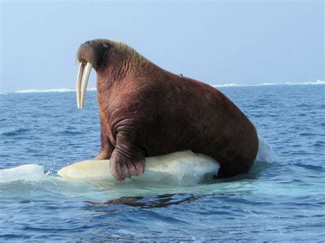 A Satellite Tagged Pacific Walrus On A Piece Of Sea Ice Us