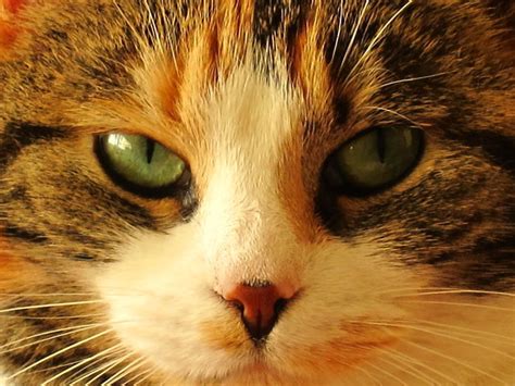 The medical term for a cat's stuffy nose is rhinitis — and it can be caused by bacterial infections, parasites and more. A Cat's Nose: Cancer, Seizure and Death Sniffing, Fire and ...