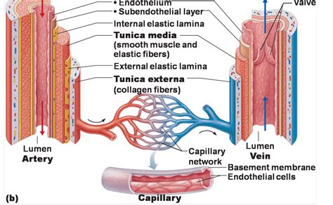 Structure Of A Blood Vessel