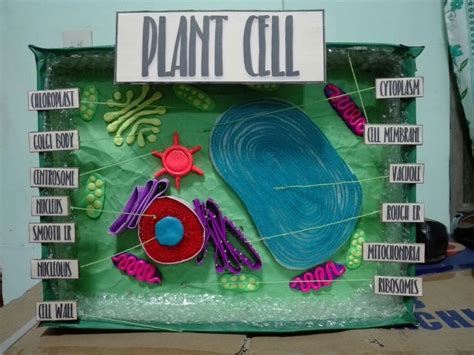 Plant Cell 3d Model Biology Projects Plant Cell Project Models