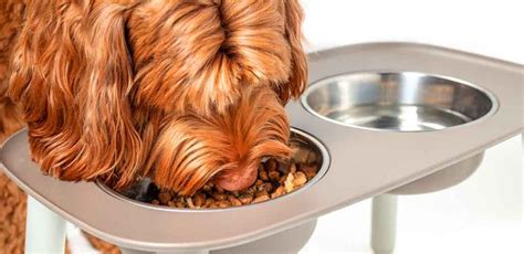 How Long Should Labradoodles Eat Puppy Food Before Switching To Adult