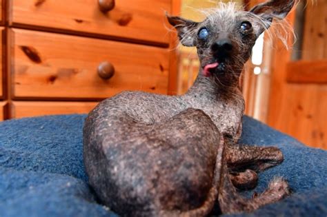 Hairless Dog From Wales Is Crowned Third Ugliest In The