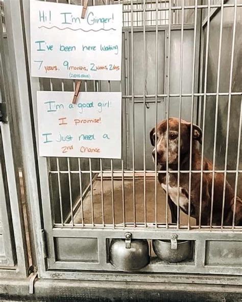 Sad Shelter Dog Finally Gets Adopted After Waiting 7 Years For A Home