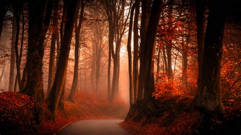 Download 1366x768 Wallpaper Red Forest In Autumn Tablet Laptop