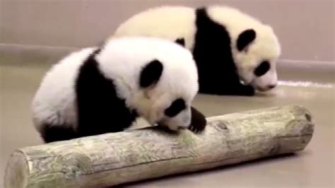 Watch Giant Panda Cubs Learning To Walk At Toronto Zoo Nbc News