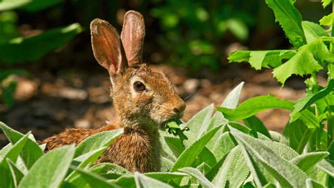 They also drive away rabbits without hurting them, which is a very humane solution to your rabbit however, the usefulness of raccoon as a rabbit repellent may have some credit to it. Best Homemade Rabbit Repellent - Homemade Rabbit Repellents