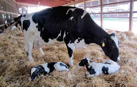 Vacas Lecheras Razas Características Y Cuidados Ganadería Toda La
