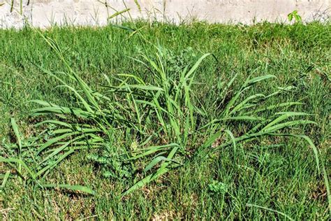 Clumping Tall Fescue Best Ways To Get Rid Of Them