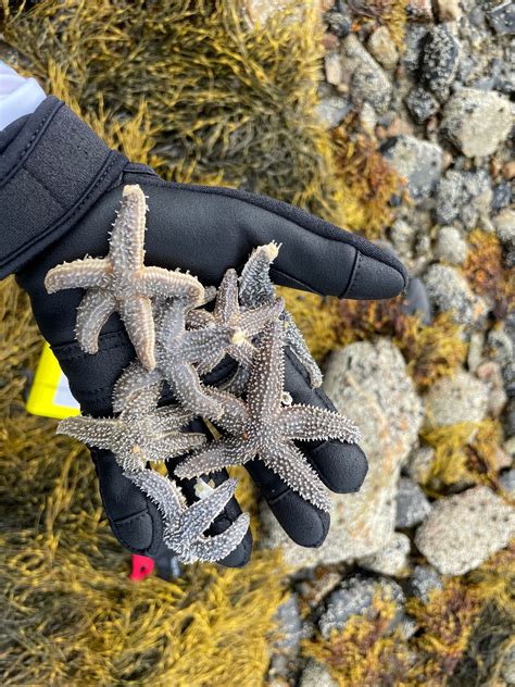 Scientists Find Evidence Of Sea Star Species Hybridization