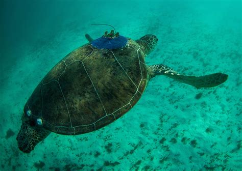 Oh Mama Turtle Ultrasound Aims To Uncover Nesting Sites Csiroscope