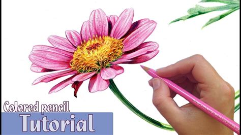 How To Draw And Shade A FLOWER In Colored Pencil YouTube