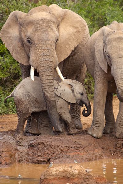 Baby Elephants And The African Bush Premier Tours