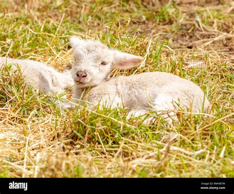 Newborn Cute Lambs Resting In A Field Stock Photo Alamy