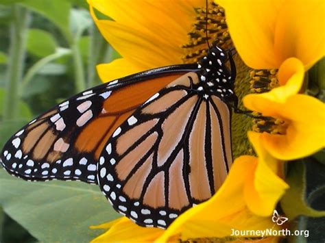 Butterflies and flowers were made for each other, and there are certain flowers that butterflies absolutely love to be around. Monarch Butterflies in Mexico: Surviving the Winter on ...