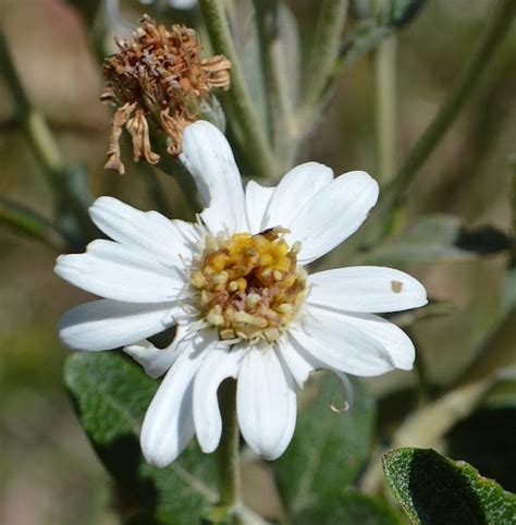 Dusty Daisy Bush Project Noah