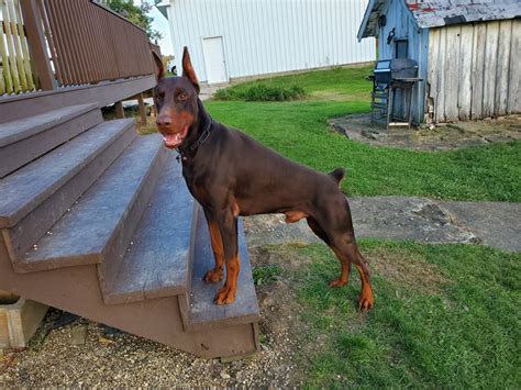We pair doberman pinscher breeders with people like you! European Doberman Puppies for Sale | Joie de Vivre Doberman