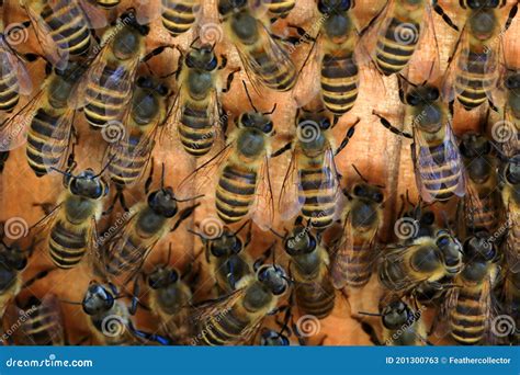 Japanese Honey Bee Stock Image Image Of Nature Apis 201300763