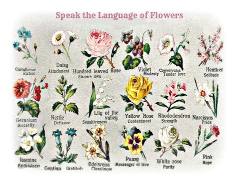 Speak the Language of Flowers. From an early 1900's postcard | Language