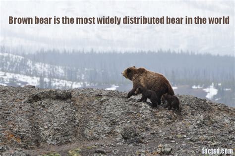 Bear Facts Interesting Facts About Bear 2024 Daily Facts Daily